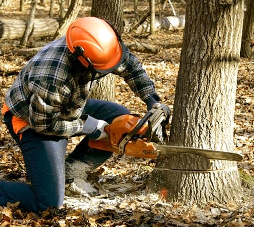 Tree Removal in Sterling City, TX